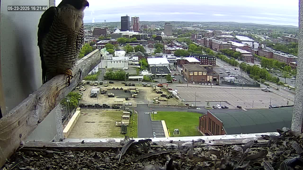 New Hampshire , Manchester City Skyline & Falcons Life Live Cam 1 - Manchester, Hillsborough, New Hampshire, USA