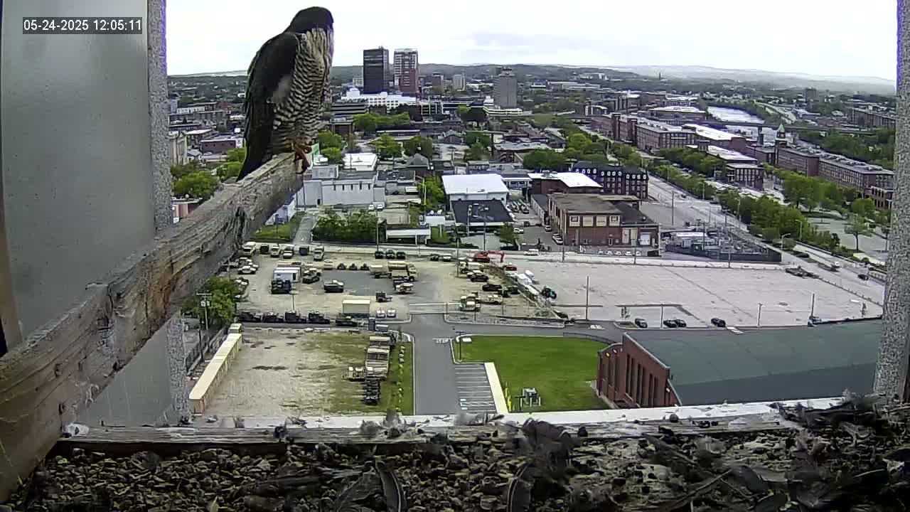 A peregrine falcon perches on a weathered wooden beam overlooking a city on a partly cloudy day.