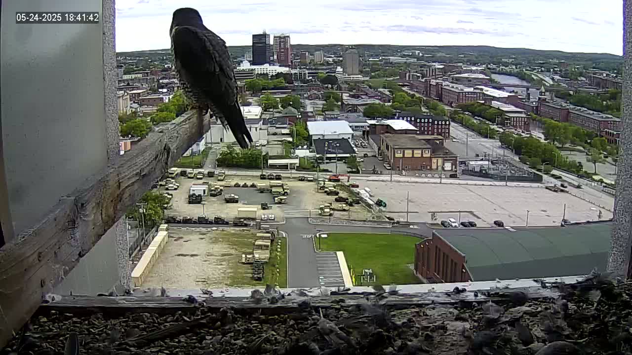 New Hampshire , Manchester City Skyline & Falcons Life Live Cam 1 - Manchester, Hillsborough, New Hampshire, USA