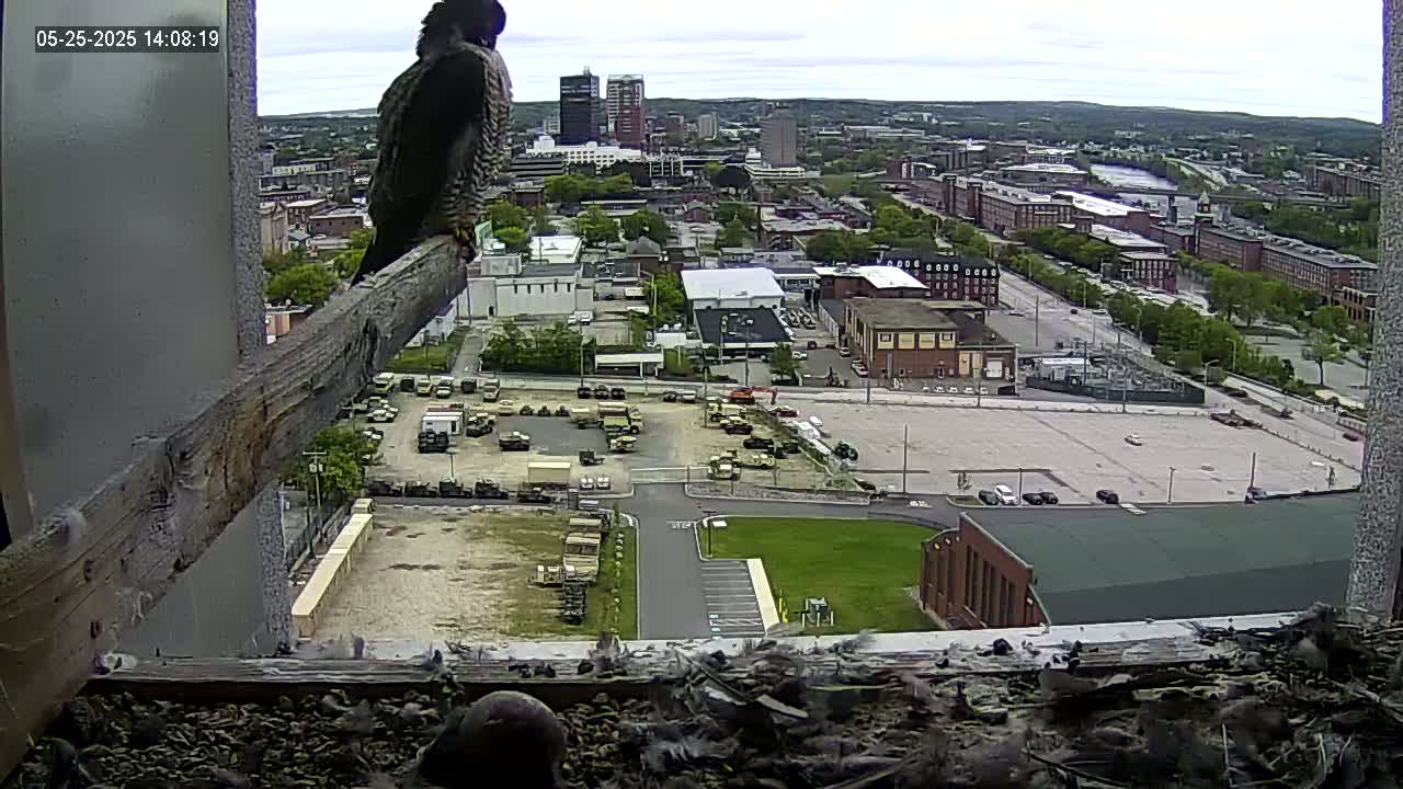 New Hampshire , Manchester City Skyline & Falcons Life Live Cam 1 - Manchester, Hillsborough, New Hampshire, USA