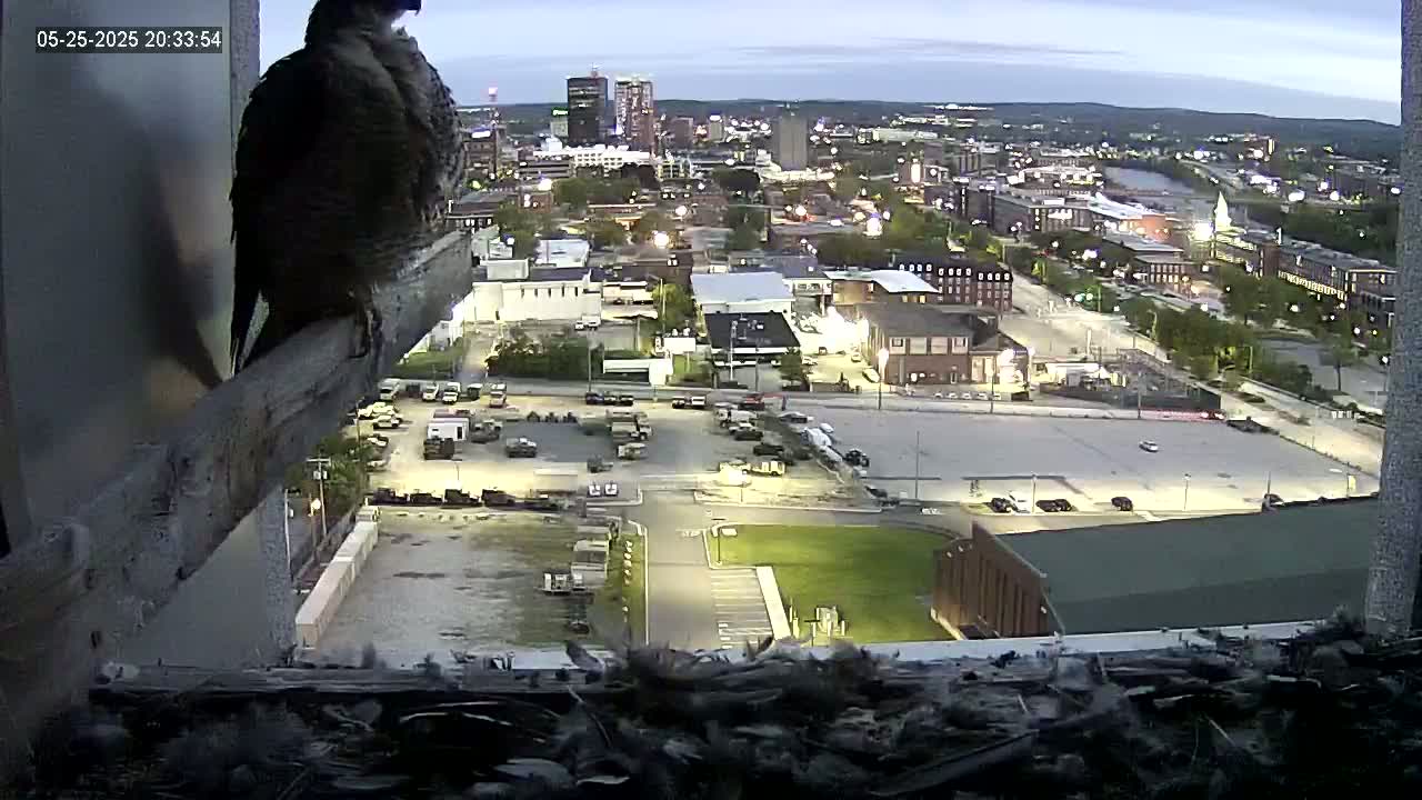 New Hampshire , Manchester City Skyline & Falcons Life Live Cam 1 - Manchester, Hillsborough, New Hampshire, USA