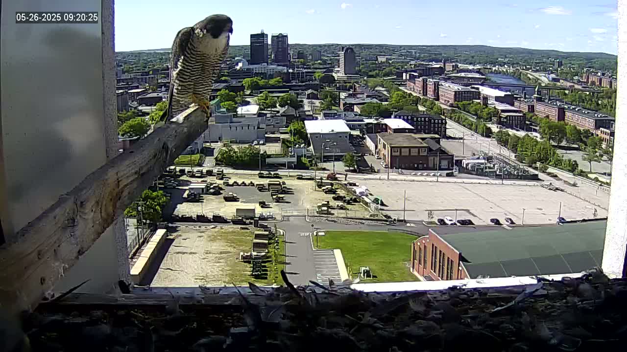 A peregrine falcon perches on a wooden beam overlooking a city on a sunny day.