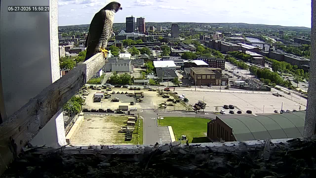 A peregrine falcon perches on a wooden beam overlooking a city on a partly sunny day.