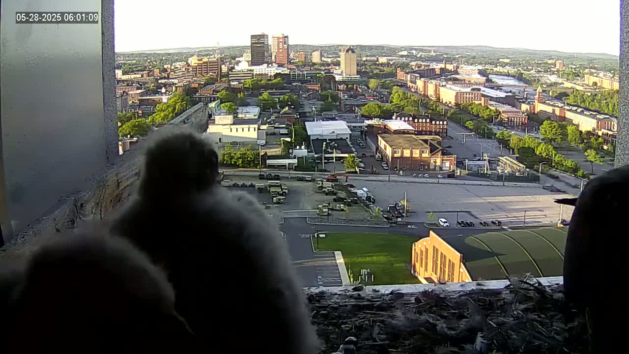 Three dark-feathered birds are perched near a window overlooking a city on a sunny day.