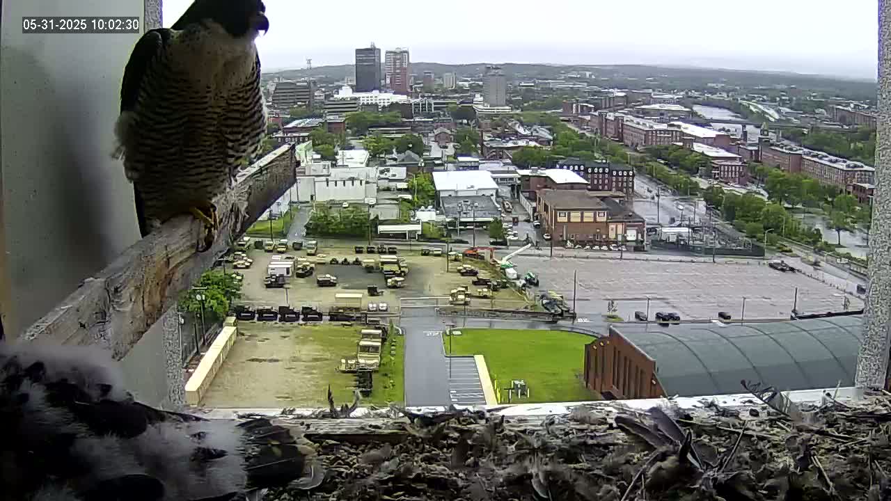 A peregrine falcon perched on a wooden beam overlooks a city on an overcast day, with a nest containing a young bird visible below.
