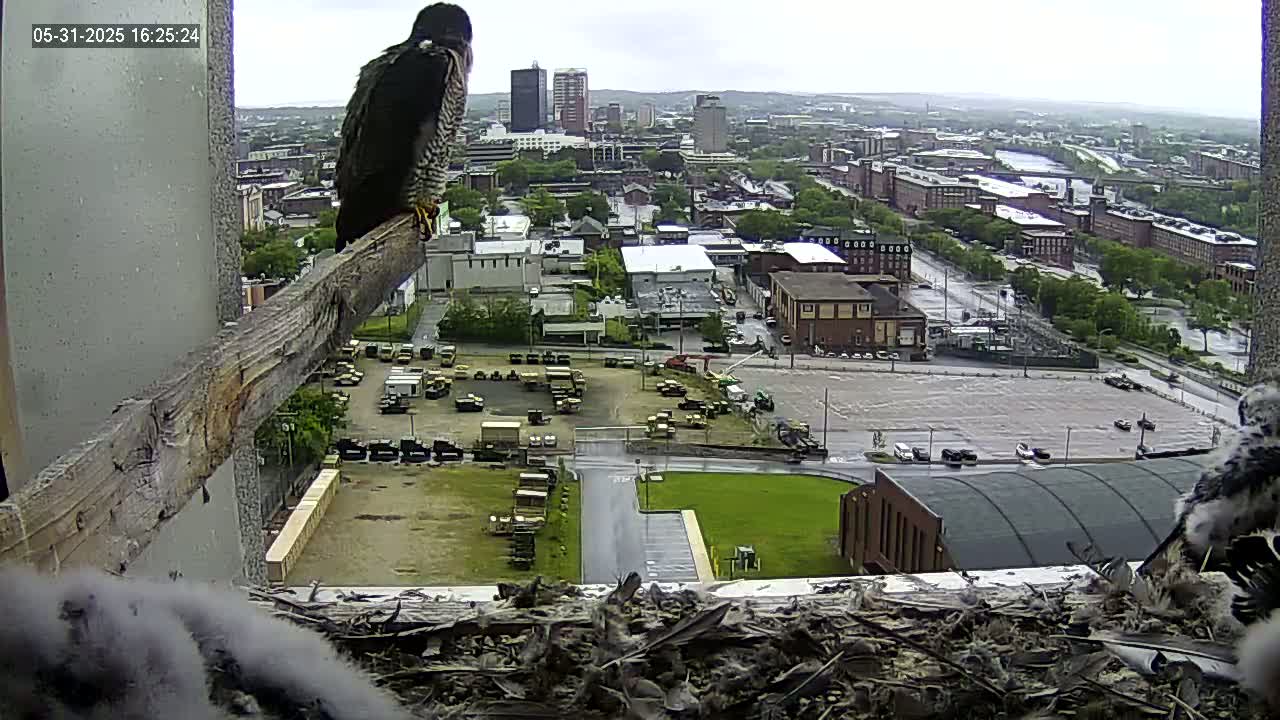 A peregrine falcon perches on a wooden beam overlooking a city on a rainy day, with its young visible in a nest below.