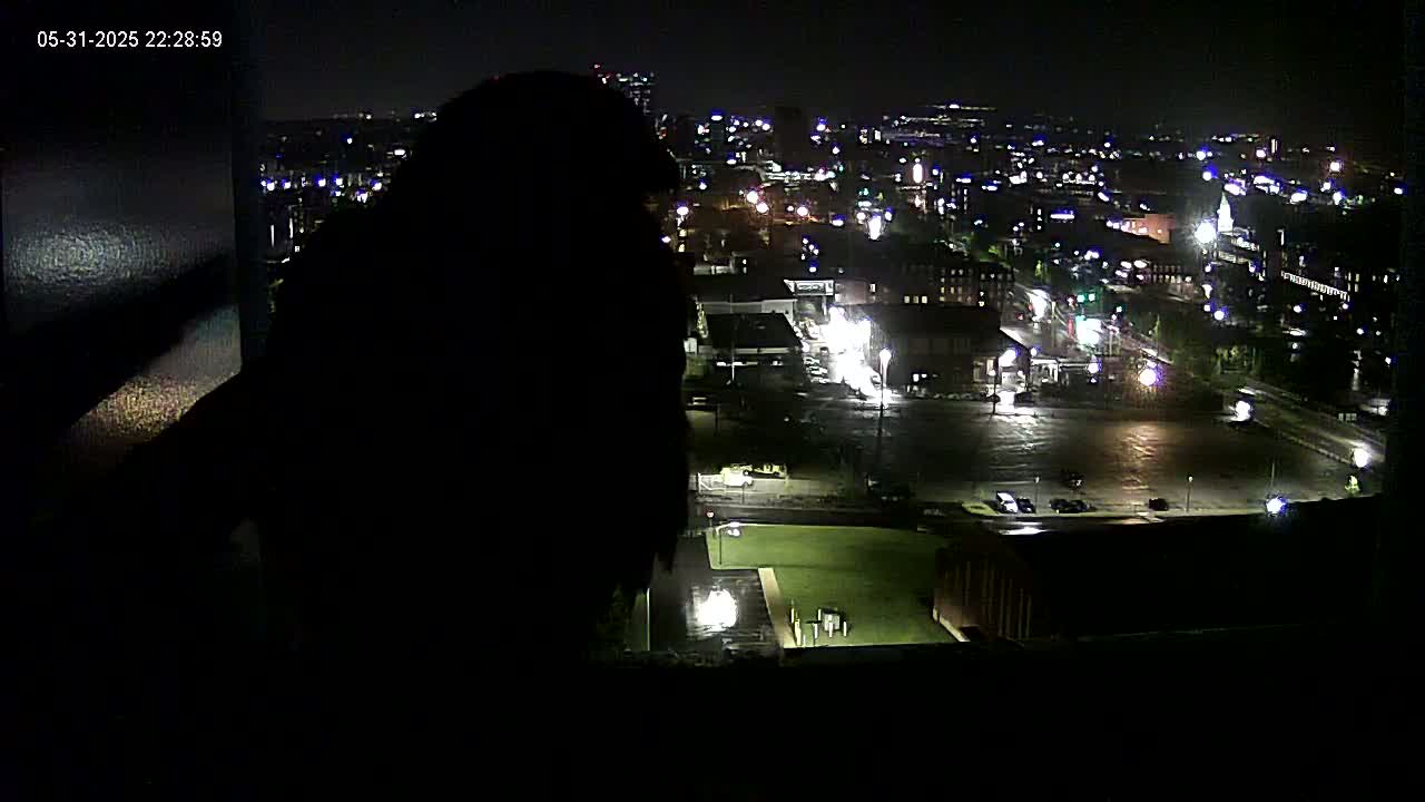 New Hampshire , Manchester City Skyline & Falcons Life Live Cam 1 - Manchester, Hillsborough, New Hampshire, USA