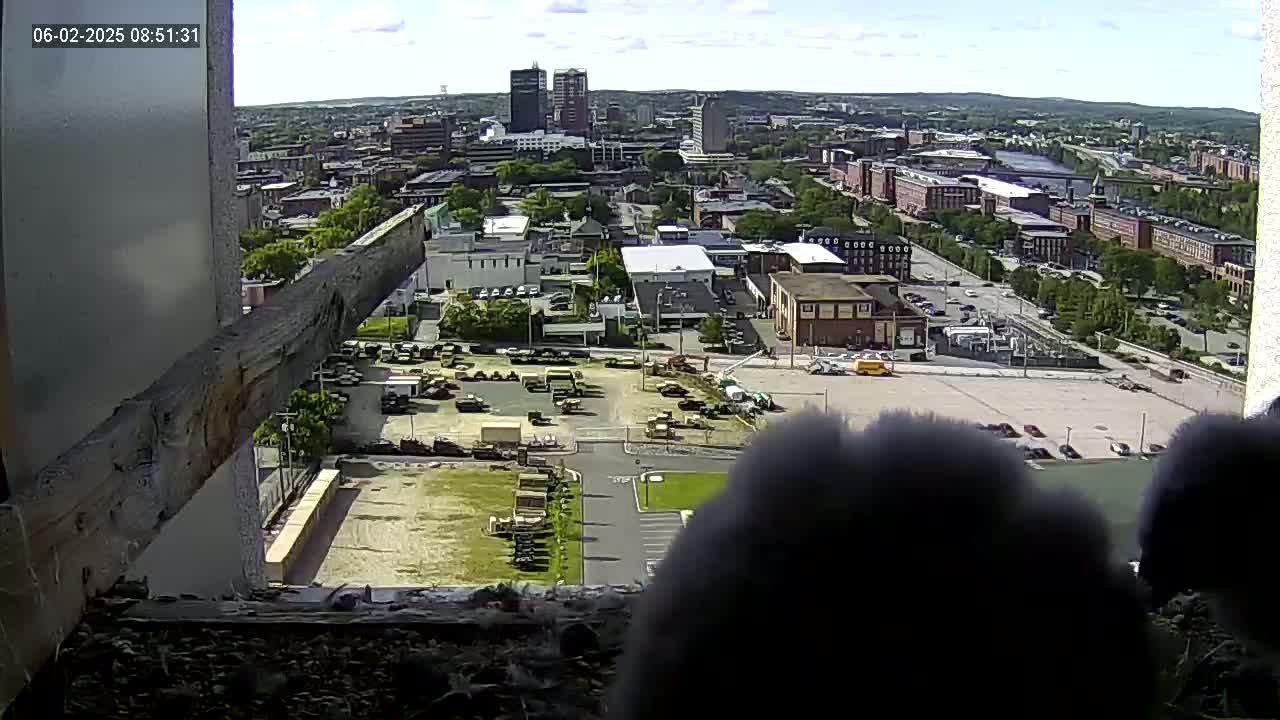 Two dark, fluffy objects partially obscure a high-angle view of a city under mostly sunny skies, with a large parking lot containing numerous vehicles in the foreground.
