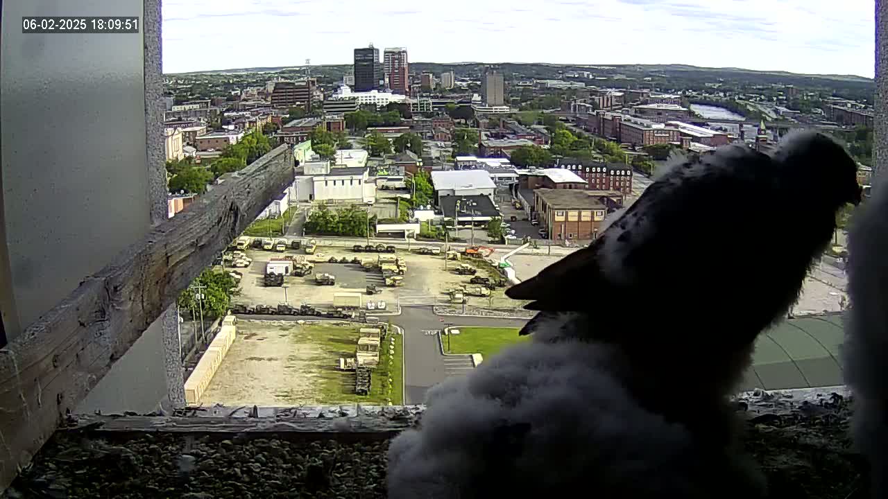 A fluffy bird is viewed from behind, looking out a window at a city under a partly cloudy sky, with a large military vehicle parking lot visible in the mid-ground.