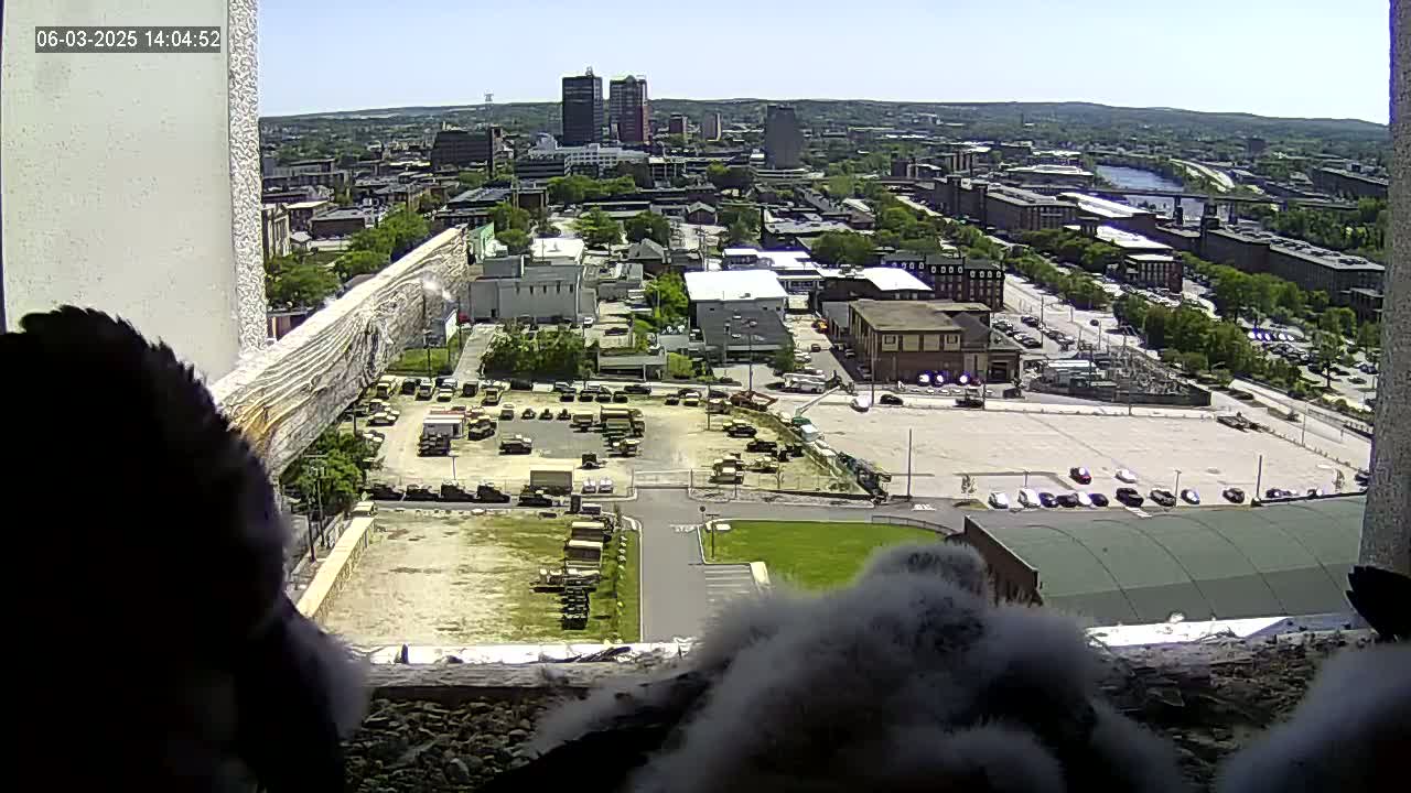 Two dark, fluffy birds are perched on a windowsill overlooking a sunny city with numerous buildings, parking lots containing various vehicles, and green spaces.