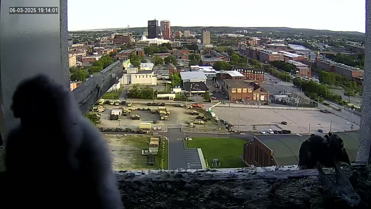 Two dark birds are partially visible in a window overlooking a city under a mostly clear sky, with a large parking lot containing numerous vehicles in the foreground.