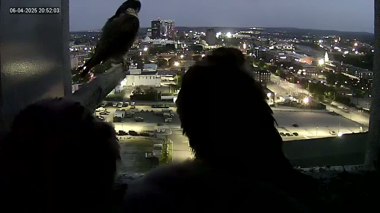 Two dark birds are perched on a ledge overlooking a city at night.