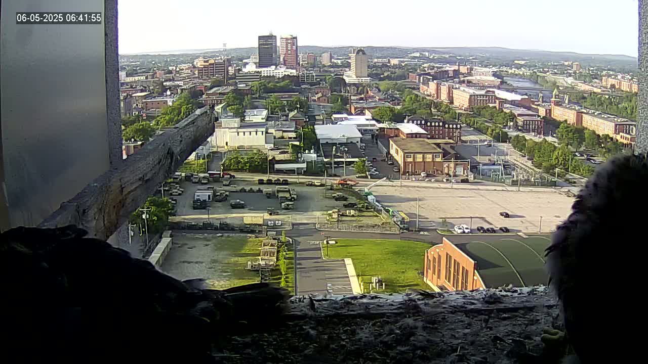 A bird sits in a window overlooking a city on a partly sunny day, with a parking lot filled with military vehicles in the foreground.