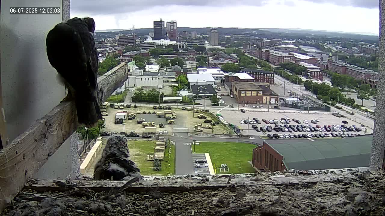 A dark-colored bird perches on a wooden beam inside a window, overlooking a city scene under a cloudy sky, with a large parking lot filled with cars and military vehicles visible below.