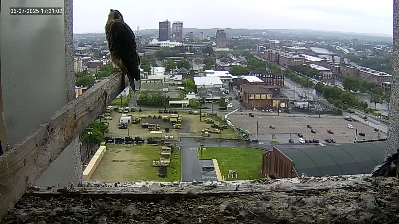 A peregrine falcon perched on a wooden beam overlooks a city on an overcast day, with military vehicles parked in a lot below.