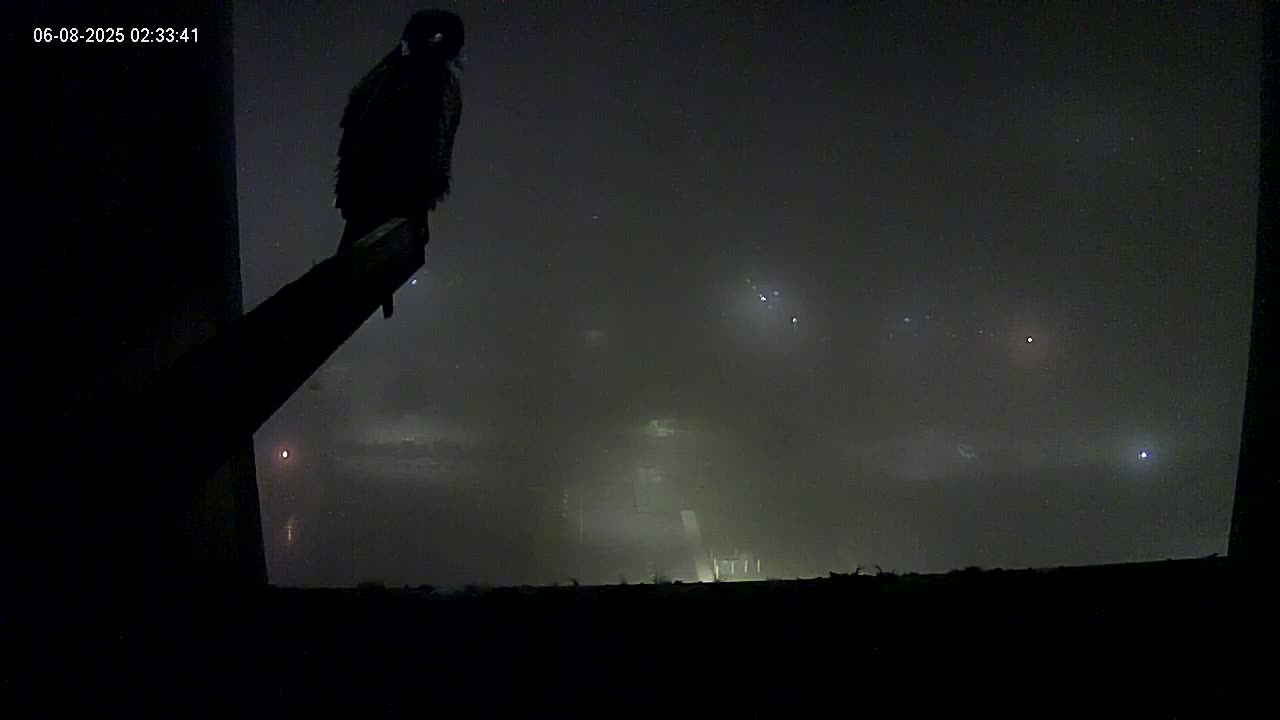 New Hampshire , Manchester City Skyline & Falcons Life Live Cam 1 - Manchester, Hillsborough, New Hampshire, USA