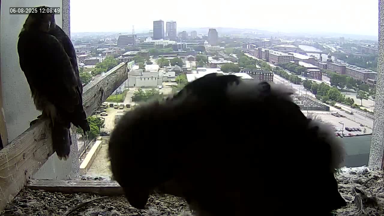 Two dark-colored birds of prey are perched on a windowsill overlooking a city on an overcast day.
