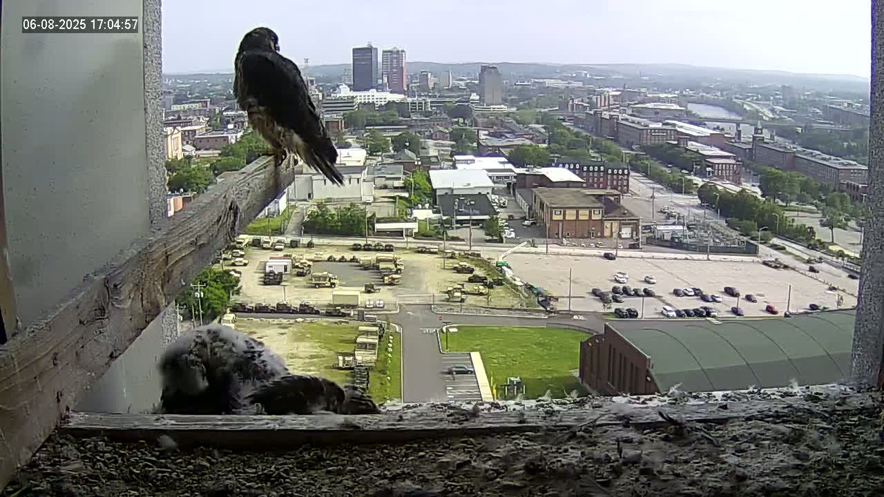 New Hampshire , Manchester City Skyline & Falcons Life Live Cam 1 - Manchester, Hillsborough, New Hampshire, USA