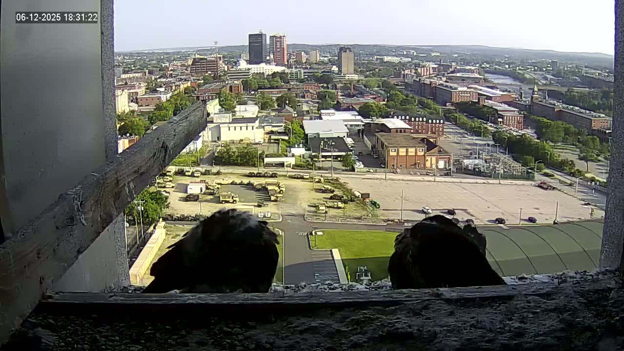 New Hampshire , Manchester City Skyline & Falcons Life Live Cam 1 - Manchester, Hillsborough, New Hampshire, USA