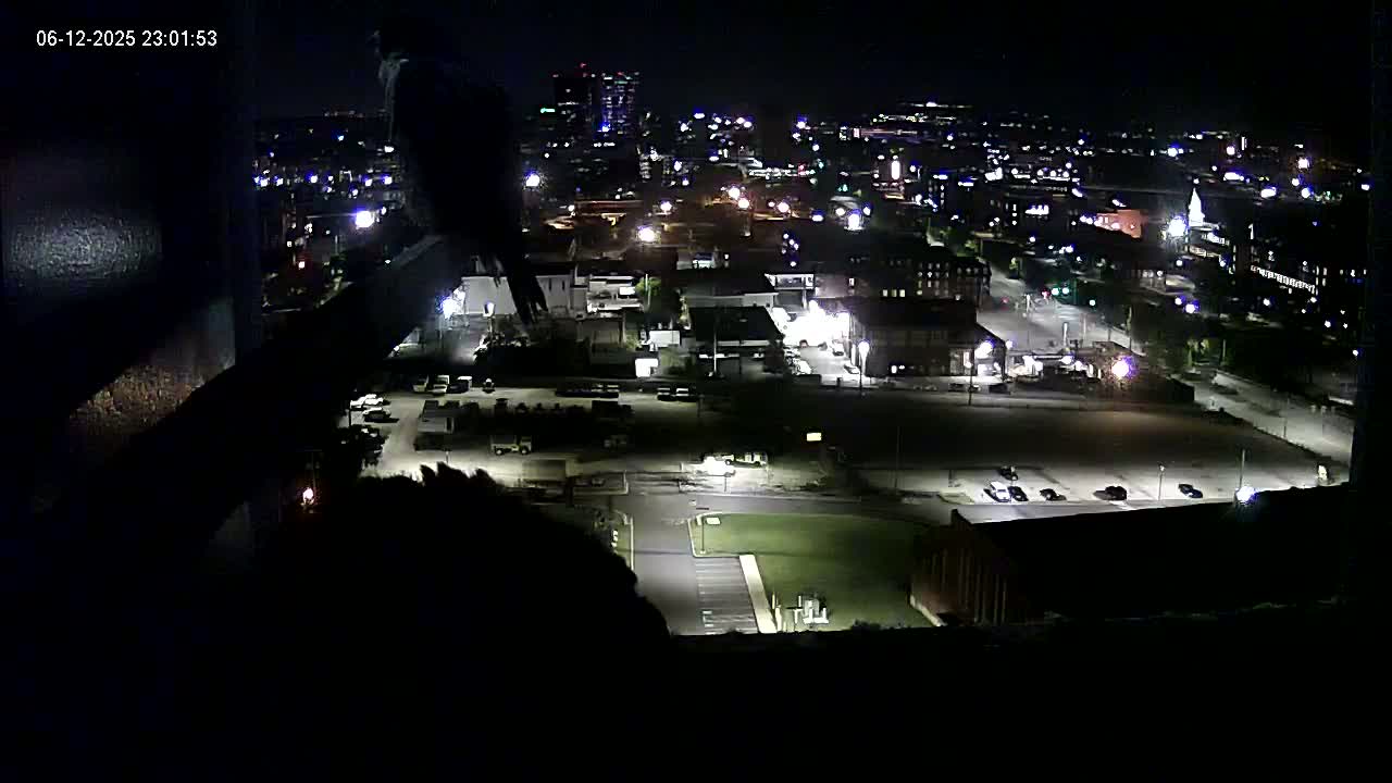 New Hampshire , Manchester City Skyline & Falcons Life Live Cam 1 - Manchester, Hillsborough, New Hampshire, USA