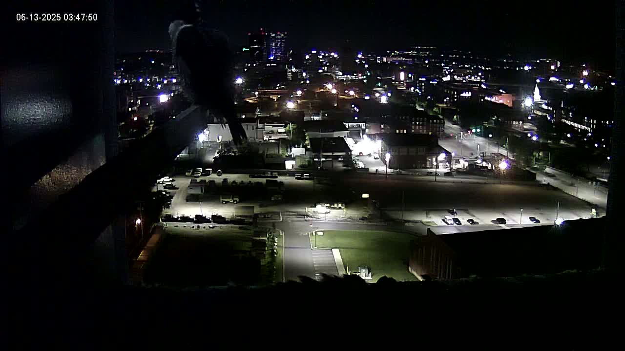 A bird is perched on a ledge at night overlooking a brightly lit city.