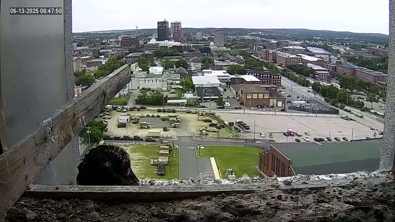 A bird is perched on a windowsill overlooking a city on an overcast day, with numerous vehicles parked in a large lot below.