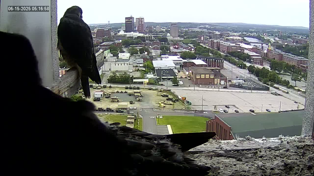 Two birds are perched on a windowsill overlooking a city with overcast skies, a large parking lot filled with military vehicles, and a sprawling cityscape in the distance.