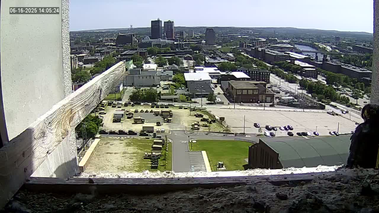 A bird perches on a windowsill overlooking a sunny city with a parking lot full of military vehicles and a river visible in the distance.