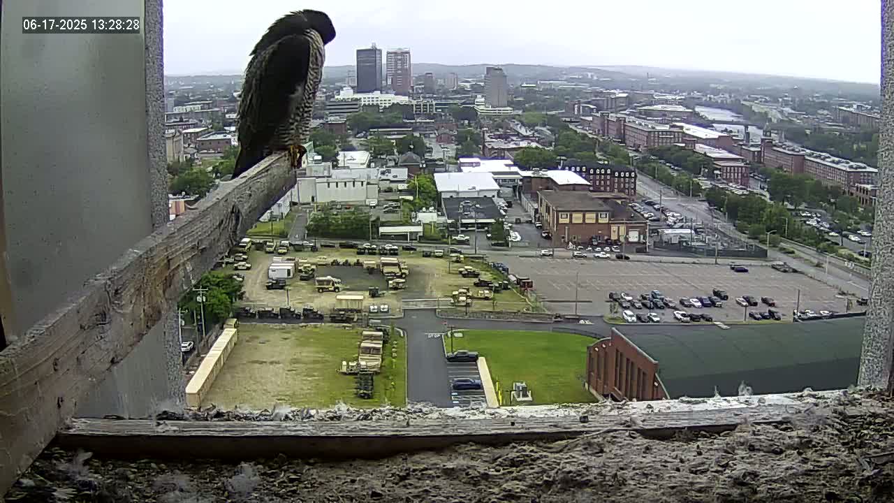 A peregrine falcon perches on a wooden beam overlooking a city on an overcast day, with numerous military vehicles visible in a parking lot below.