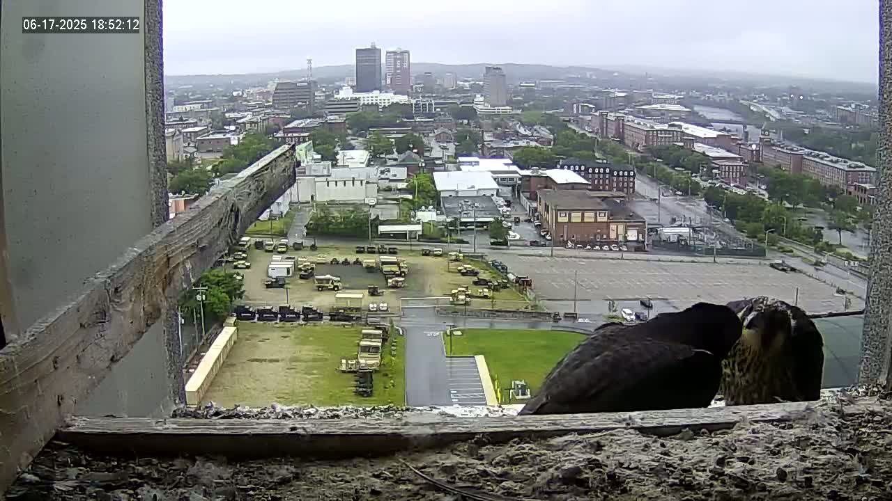 New Hampshire , Manchester City Skyline & Falcons Life Live Cam 1 - Manchester, Hillsborough, New Hampshire, USA