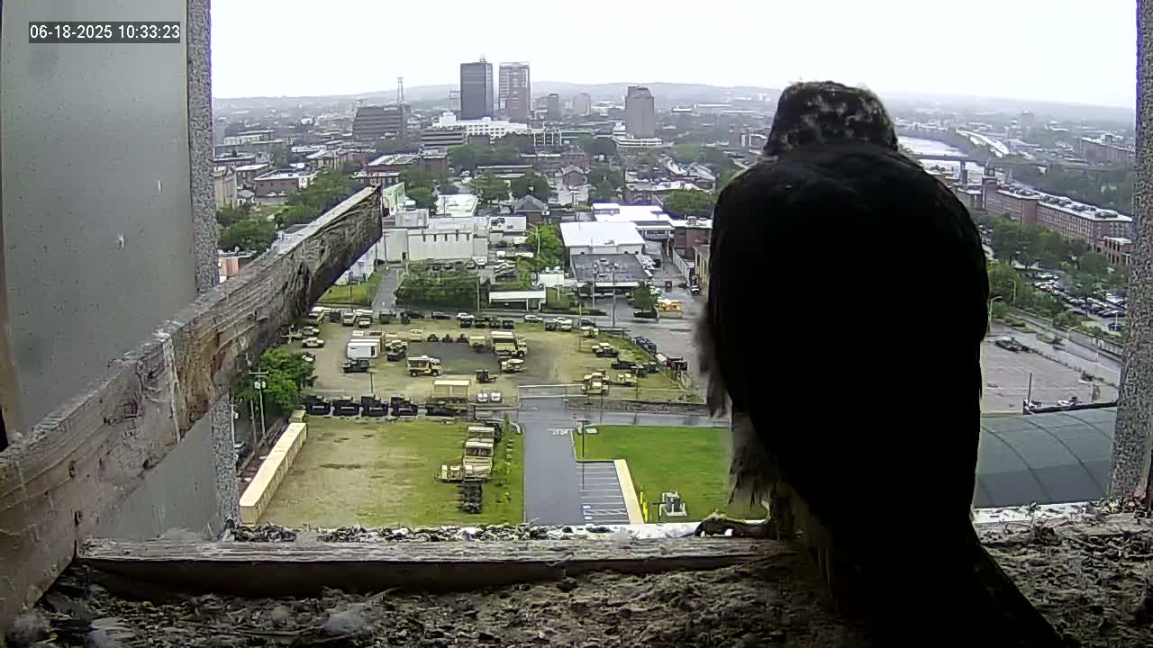 A dark-colored bird of prey sits in a windowsill overlooking a city on an overcast day, with a large parking lot containing numerous military vehicles visible in the mid-ground.