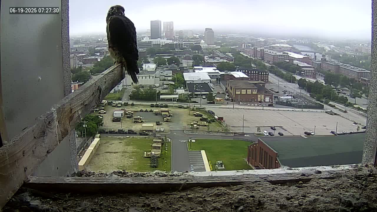 A peregrine falcon perched on a wooden beam overlooks a city on an overcast day.