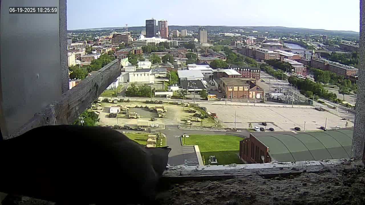 New Hampshire , Manchester City Skyline & Falcons Life Live Cam 1 - Manchester, Hillsborough, New Hampshire, USA