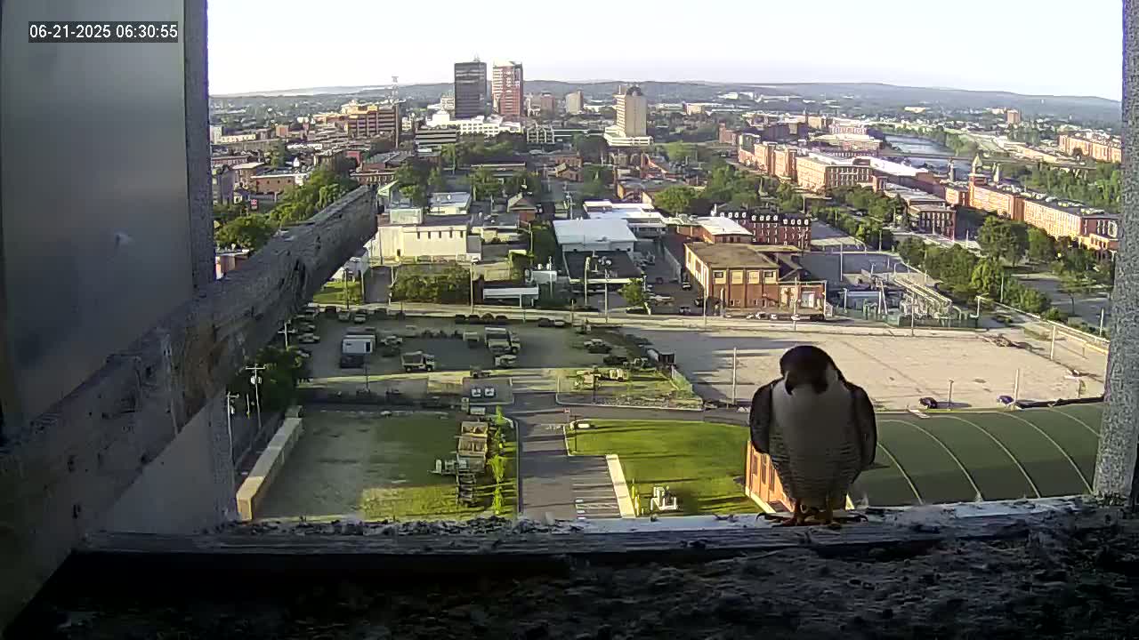 A peregrine falcon perches on a windowsill overlooking a city on a clear day.