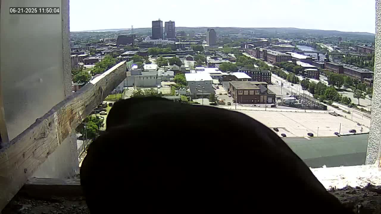 A dark-colored bird is partially visible in a window overlooking a city on a sunny day.