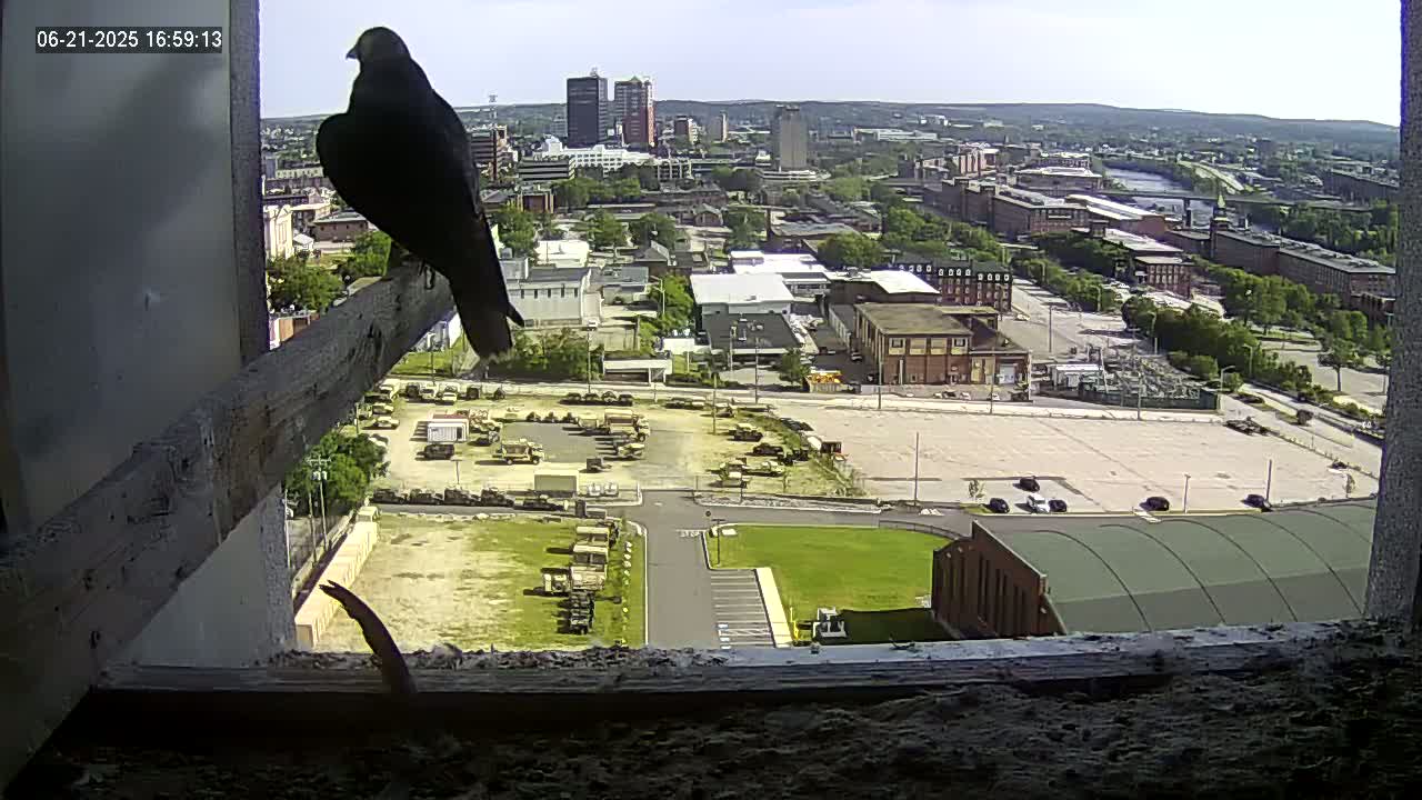 New Hampshire , Manchester City Skyline & Falcons Life Live Cam 1 - Manchester, Hillsborough, New Hampshire, USA