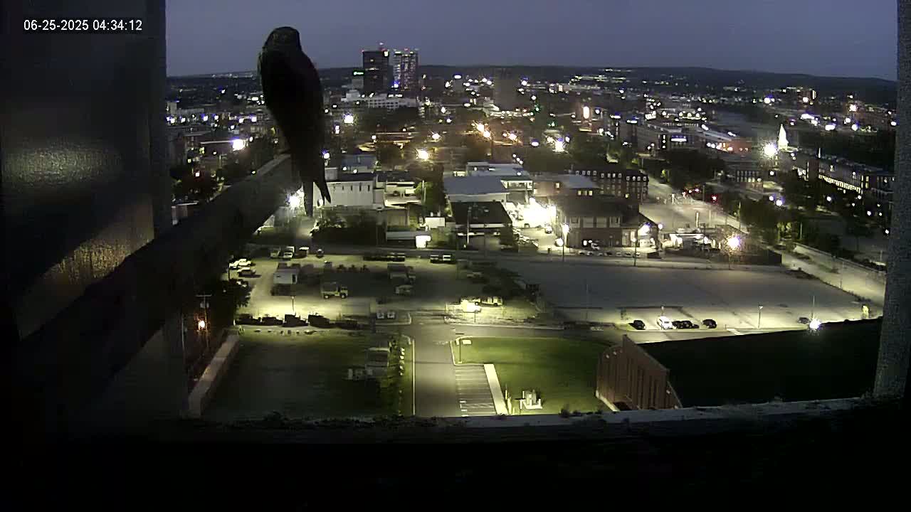 New Hampshire , Manchester City Skyline & Falcons Life Live Cam 1 - Manchester, Hillsborough, New Hampshire, USA