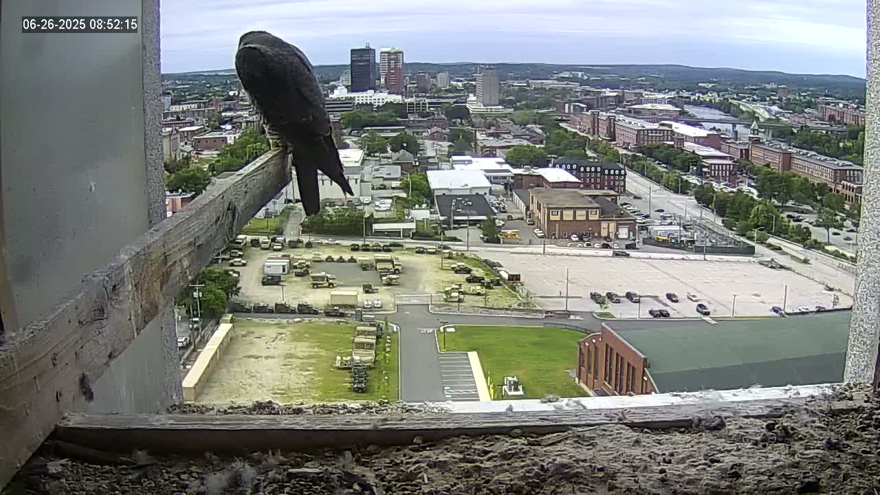 New Hampshire , Manchester City Skyline & Falcons Life Live Cam 1 - Manchester, Hillsborough, New Hampshire, USA