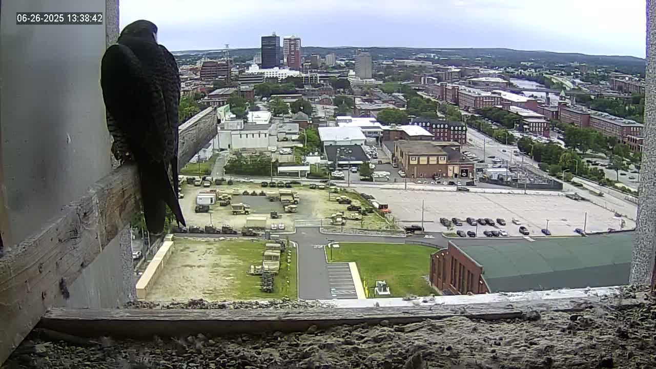 New Hampshire , Manchester City Skyline & Falcons Life Live Cam 1 - Manchester, Hillsborough, New Hampshire, USA