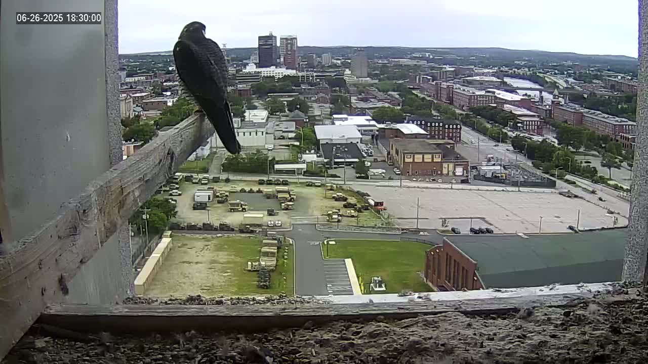 New Hampshire , Manchester City Skyline & Falcons Life Live Cam 1 - Manchester, Hillsborough, New Hampshire, USA