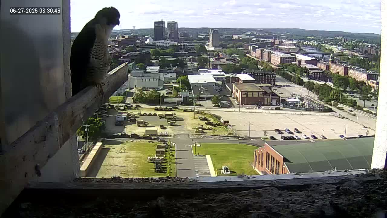 New Hampshire , Manchester City Skyline & Falcons Life Live Cam 1 - Manchester, Hillsborough, New Hampshire, USA