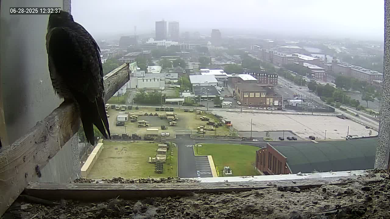 New Hampshire , Manchester City Skyline & Falcons Life Live Cam 1 - Manchester, Hillsborough, New Hampshire, USA