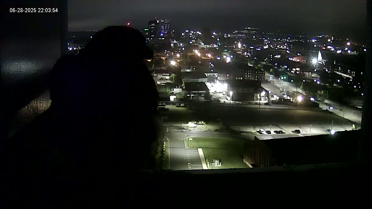 New Hampshire , Manchester City Skyline & Falcons Life Live Cam 1 - Manchester, Hillsborough, New Hampshire, USA
