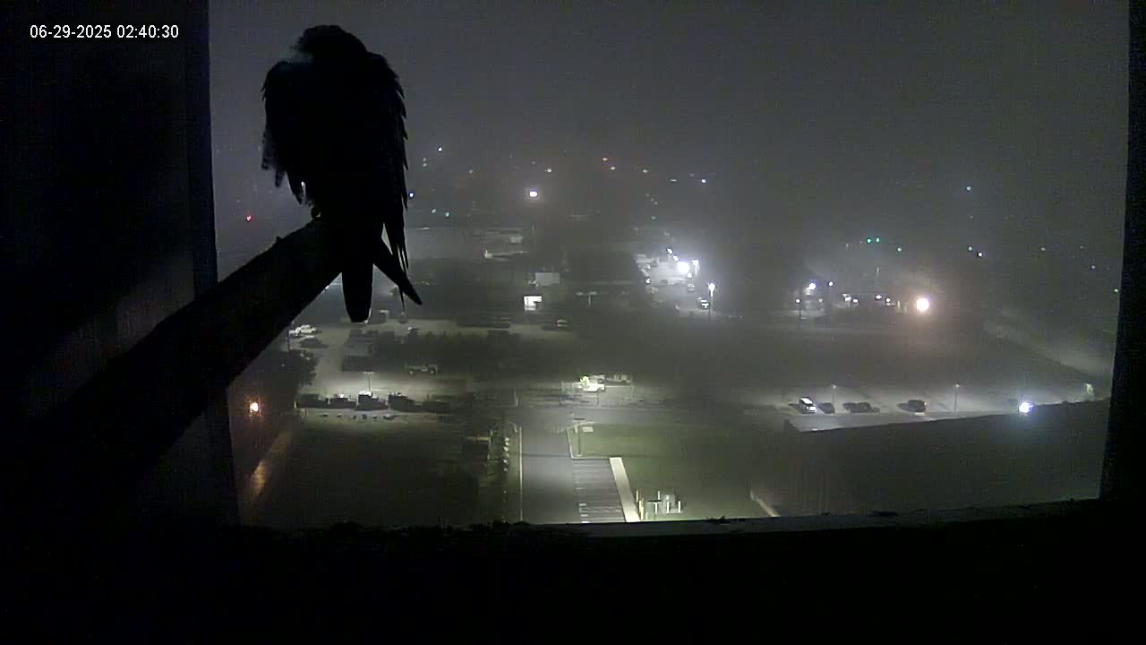 New Hampshire , Manchester City Skyline & Falcons Life Live Cam 1 - Manchester, Hillsborough, New Hampshire, USA