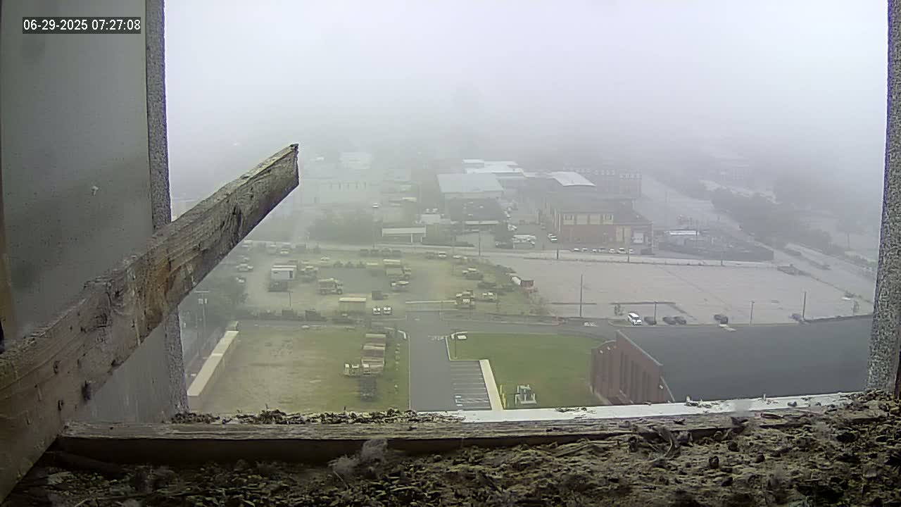 New Hampshire , Manchester City Skyline & Falcons Life Live Cam 1 - Manchester, Hillsborough, New Hampshire, USA