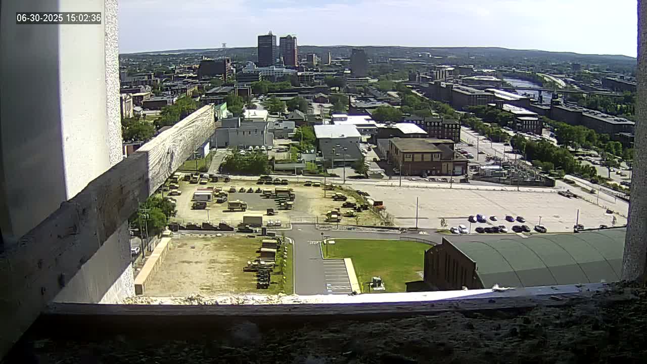 New Hampshire , Manchester City Skyline & Falcons Life Live Cam 1 - Manchester, Hillsborough, New Hampshire, USA