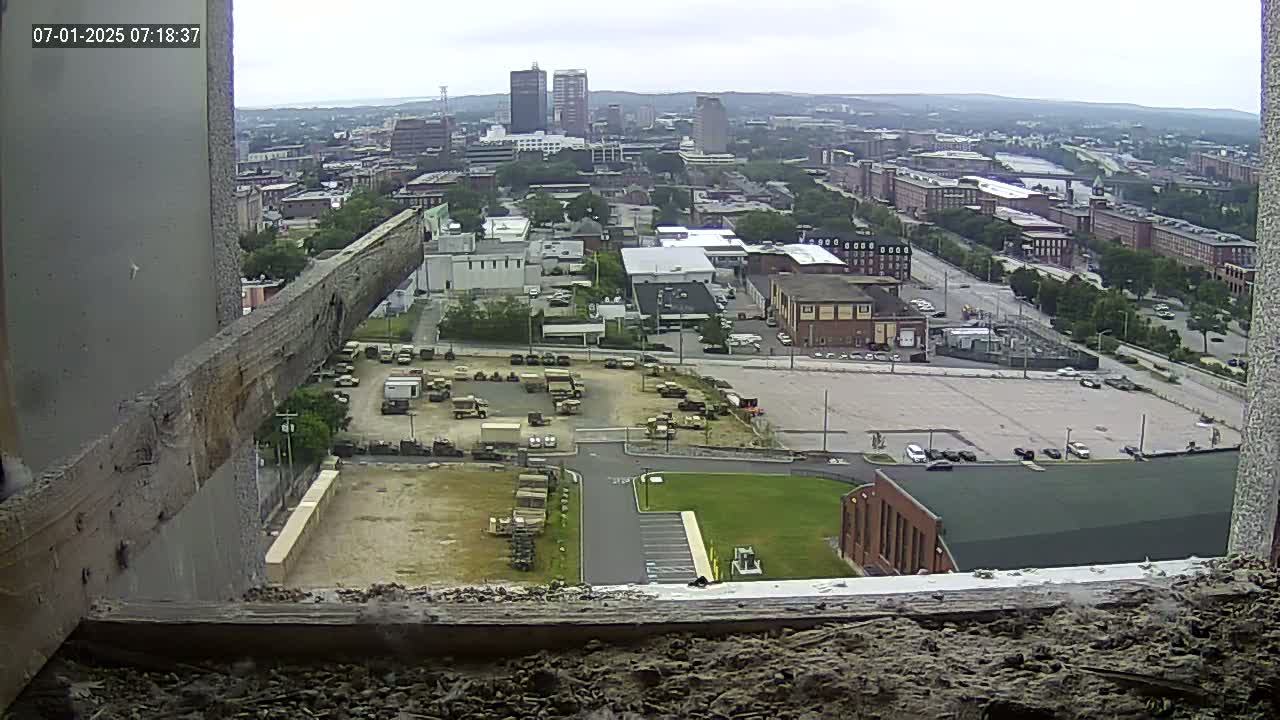New Hampshire , Manchester City Skyline & Falcons Life Live Cam 1 - Manchester, Hillsborough, New Hampshire, USA