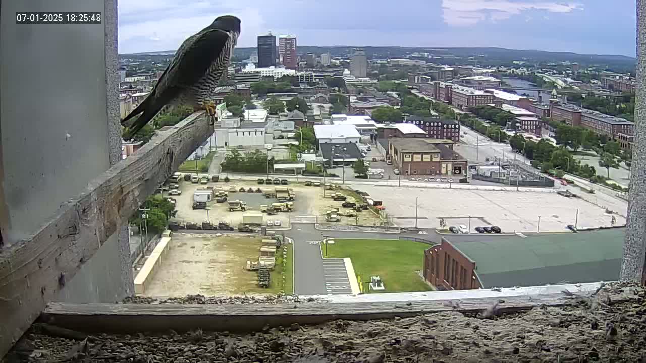 New Hampshire , Manchester City Skyline & Falcons Life Live Cam 1 - Manchester, Hillsborough, New Hampshire, USA