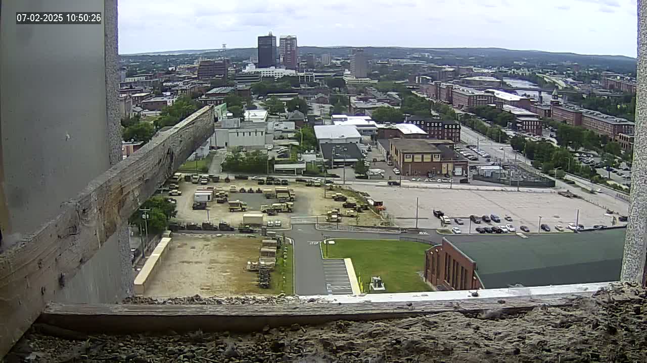 New Hampshire , Manchester City Skyline & Falcons Life Live Cam 1 - Manchester, Hillsborough, New Hampshire, USA