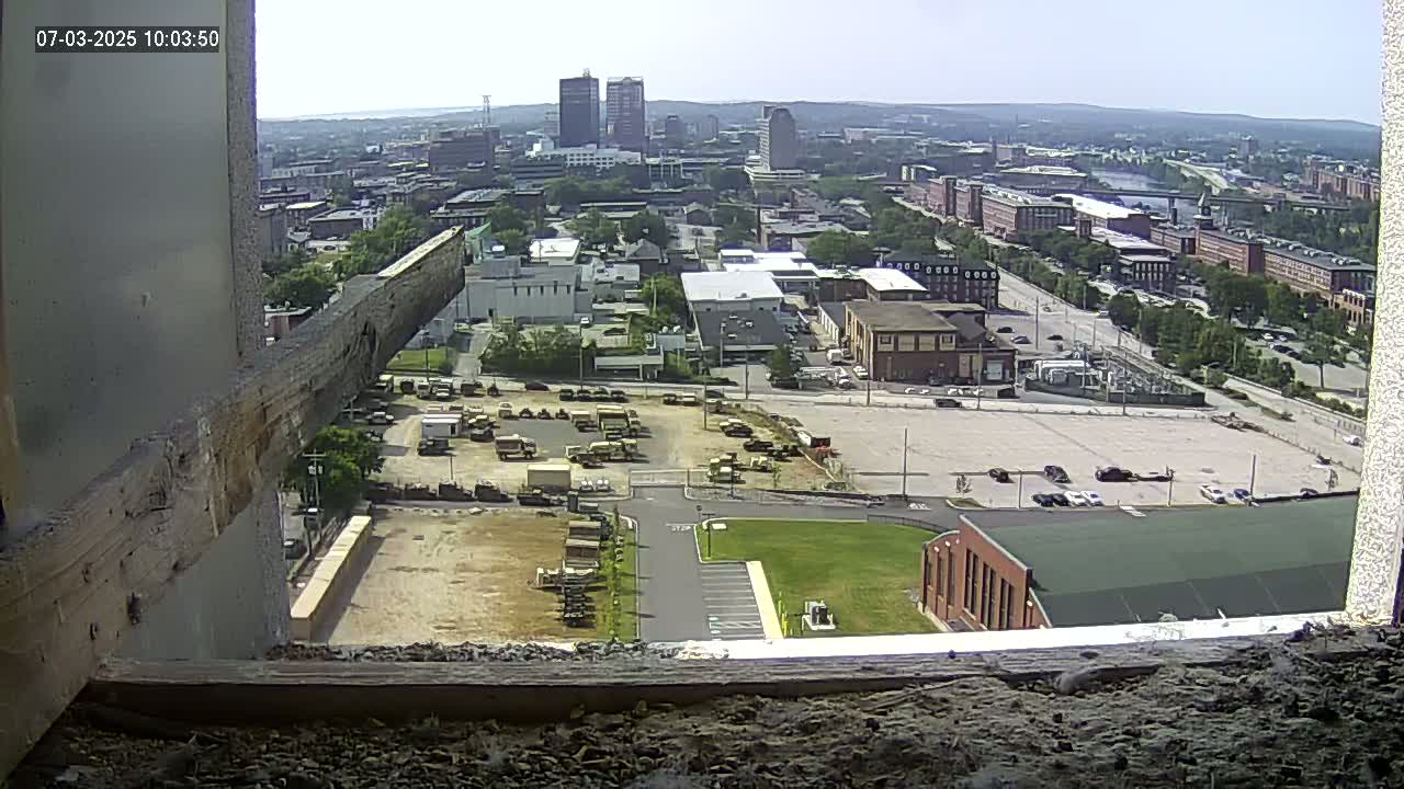 New Hampshire , Manchester City Skyline & Falcons Life Live Cam 1 - Manchester, Hillsborough, New Hampshire, USA